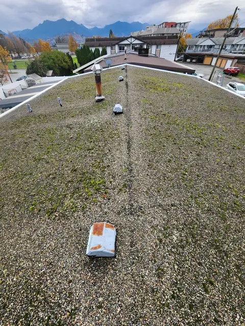 Aerial perspective of flat gravel/ballast roof heavily covered in moss and algae with green vegetation growth showing need for cleaning or replacement on residential property.