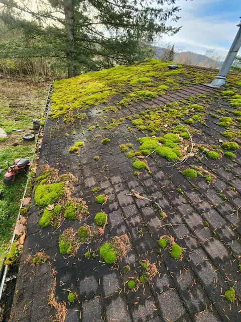 Wide-angle view of heavily moss-covered asphalt roof with bright yellow-green moss growth across entire surface, surrounding trees indicate shaded, moist property environment.