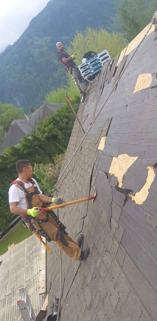Kory Peters ripping old shingles off a steep residential roof with safety harness and rope system in the Fraser Valley