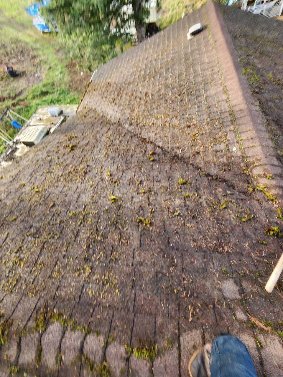 Aging asphalt shingle roof with widespread moss and algae growth across the surface in the Fraser Valley, the kind of deterioration that signals a roof approaching end of life in BC's wet climate