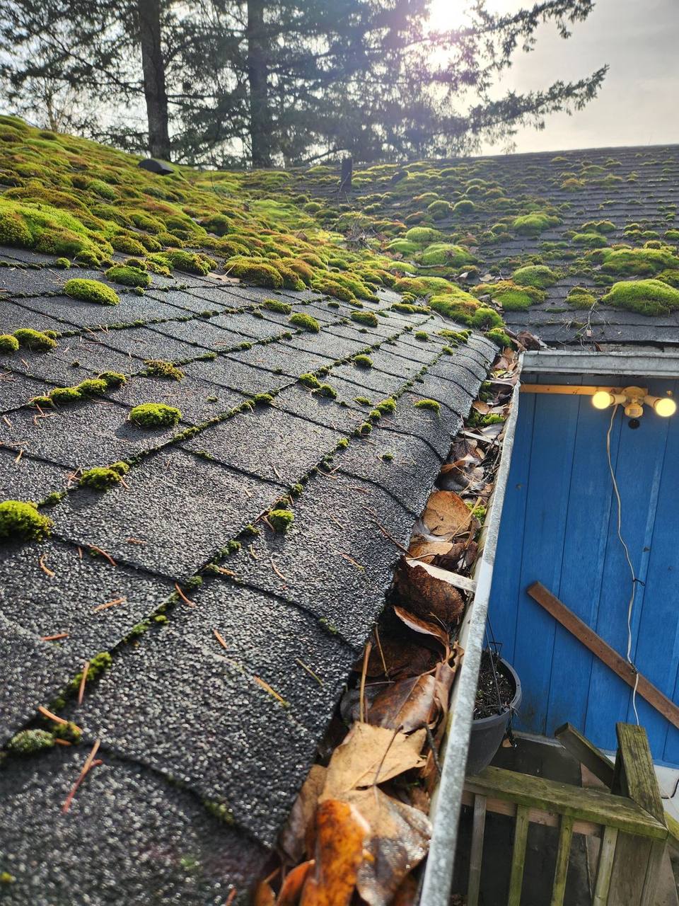 Heavy moss colonization on an aging asphalt shingle roof in the Fraser Valley, exactly the kind of persistent moisture damage that Hope's Cascade microclimate accelerates on unprotected roofs.