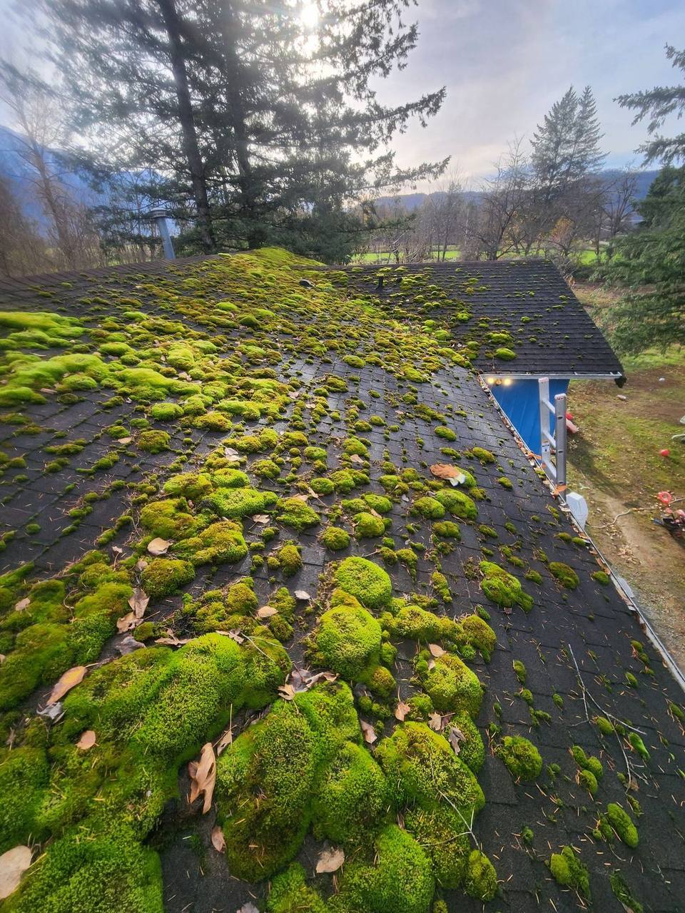 Corroded chimney pipe boot flashing on a moss-covered Fraser Valley roof, a common damage point identified during post-storm assessments by Fraser Roofing