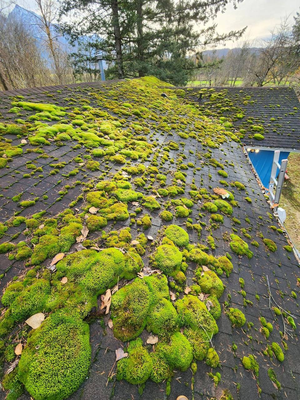 Thick moss colonies blanketing an asphalt shingle roof during a late-autumn inspection by Fraser Roofing in the Fraser Valley, the kind of pre-existing damage that must be distinguished from fresh storm impacts during a post-storm assessment.
