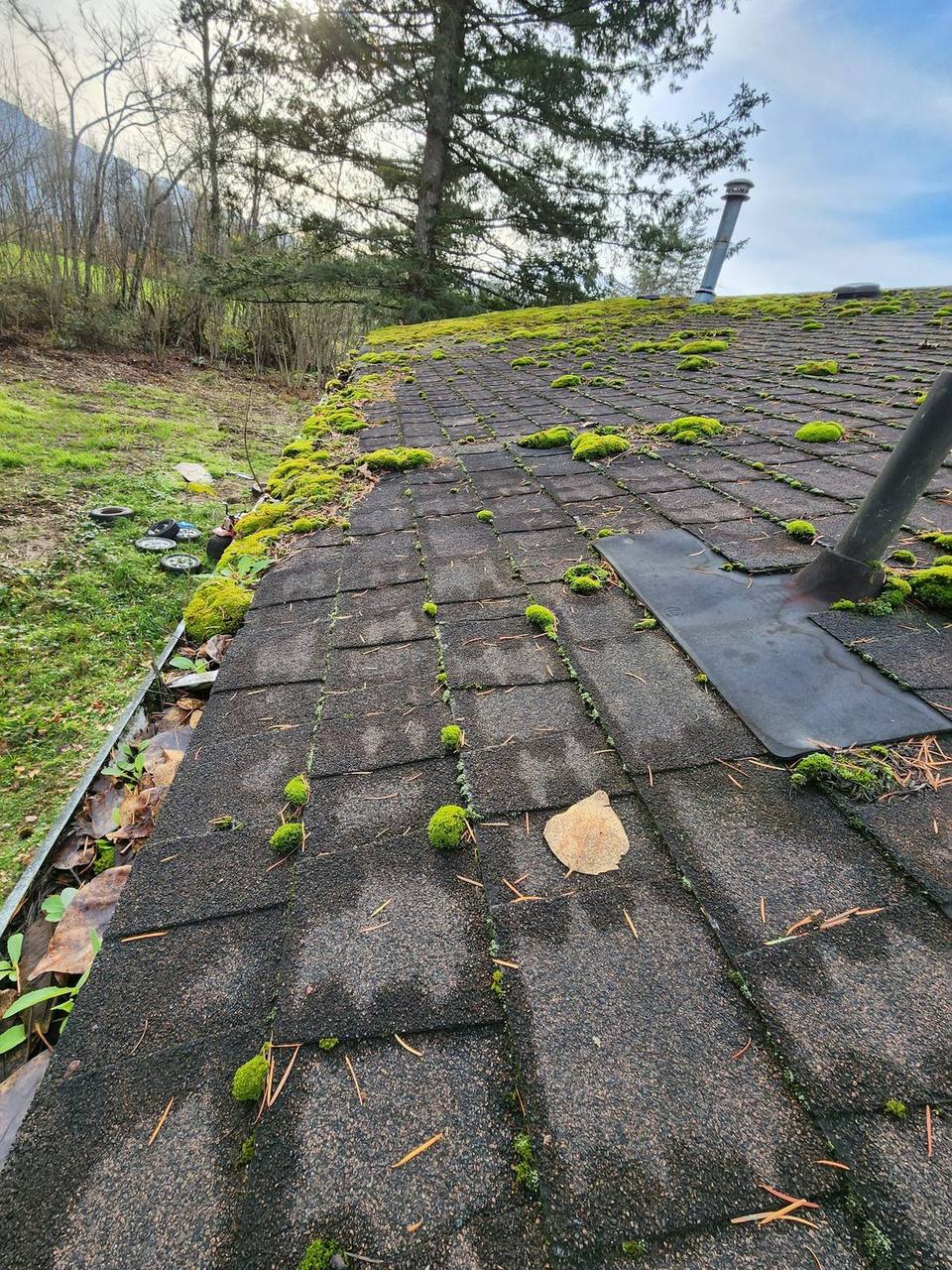 Severe moss growth covering residential asphalt shingles in the Fraser Valley, documenting moisture damage during a Fraser Roofing pre-work inspection