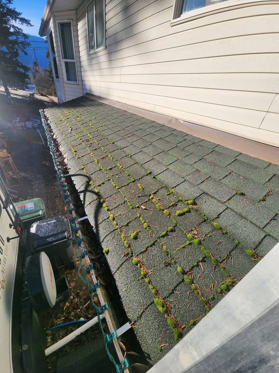 Severe moss growth on asphalt shingles from excessive moisture on a Fraser Valley roof
