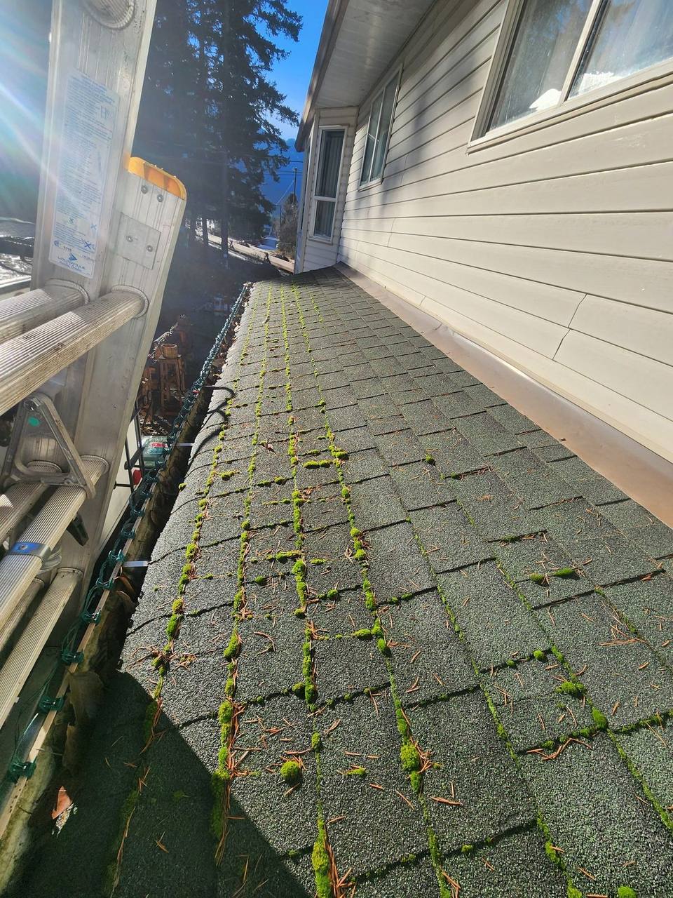 Moss-covered roof during professional leak inspection in the Fraser Valley by Fraser Roofing