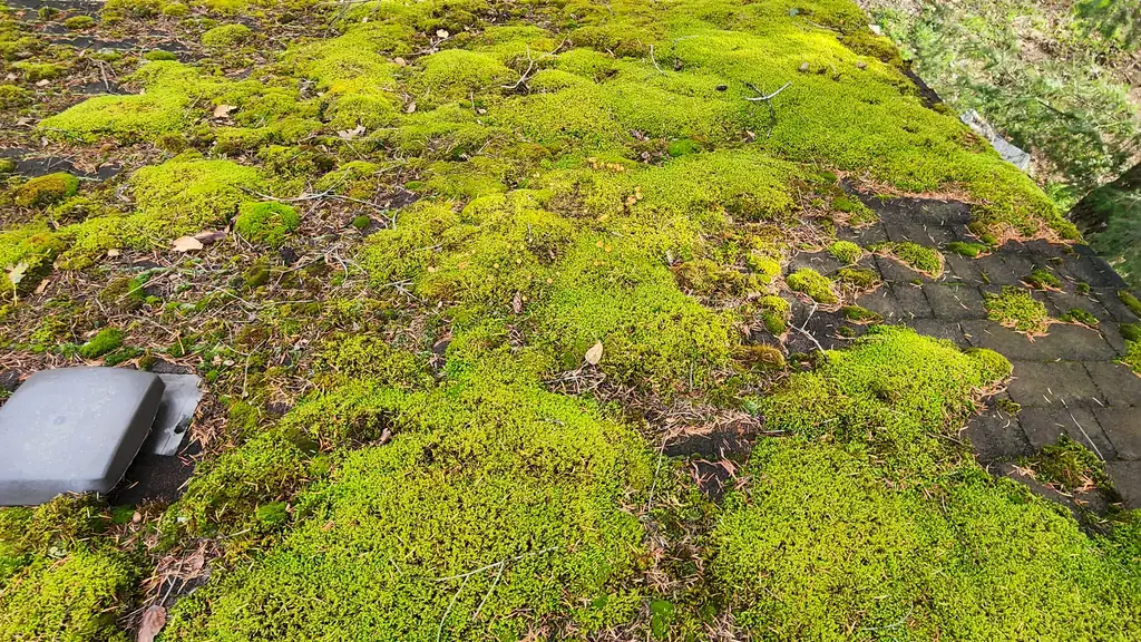 Looking down at the photographer's own boots standing on a roof edge that is completely carpeted in thick, vivid green moss. Fraser Roofing