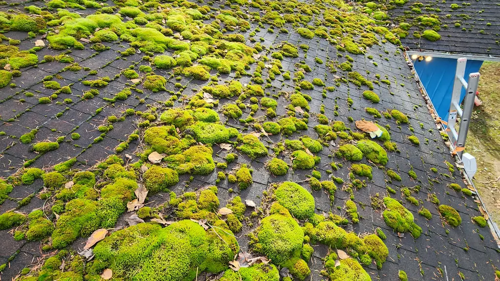 A wide view shows a roof densely covered in thick green moss mounds. Fraser Roofing