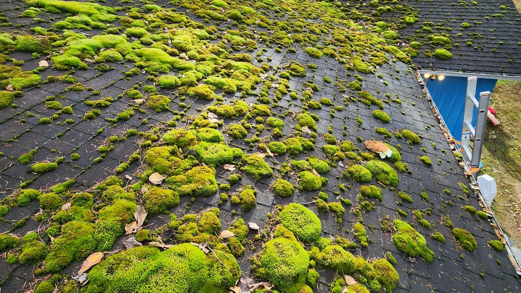 A wide view shows a roof heavily blanketed in thick green moss mounds, with a plumbing vent pipe poking through the growth. Fraser Roofing
