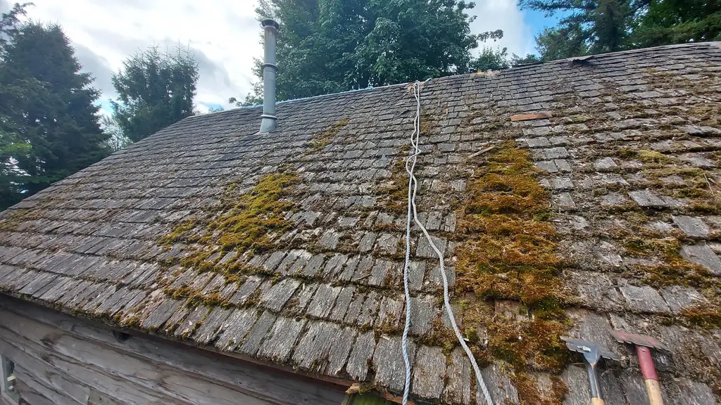 A view along a weathered grey cedar shake roof with patches of yellow-green moss taking hold. Fraser Roofing