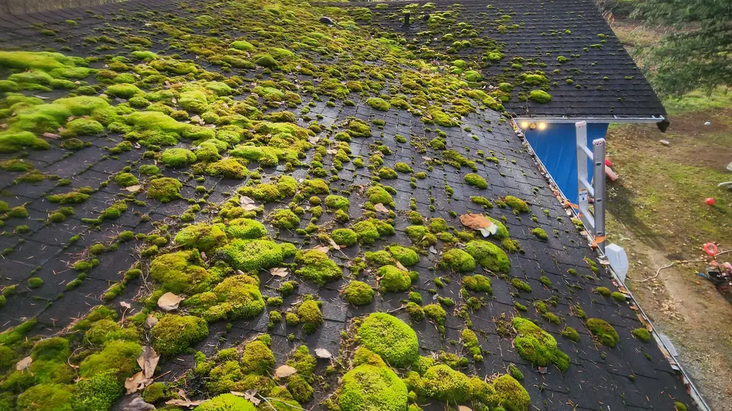 A wide shot across a roof slope that is heavily colonized by moss. Fraser Roofing