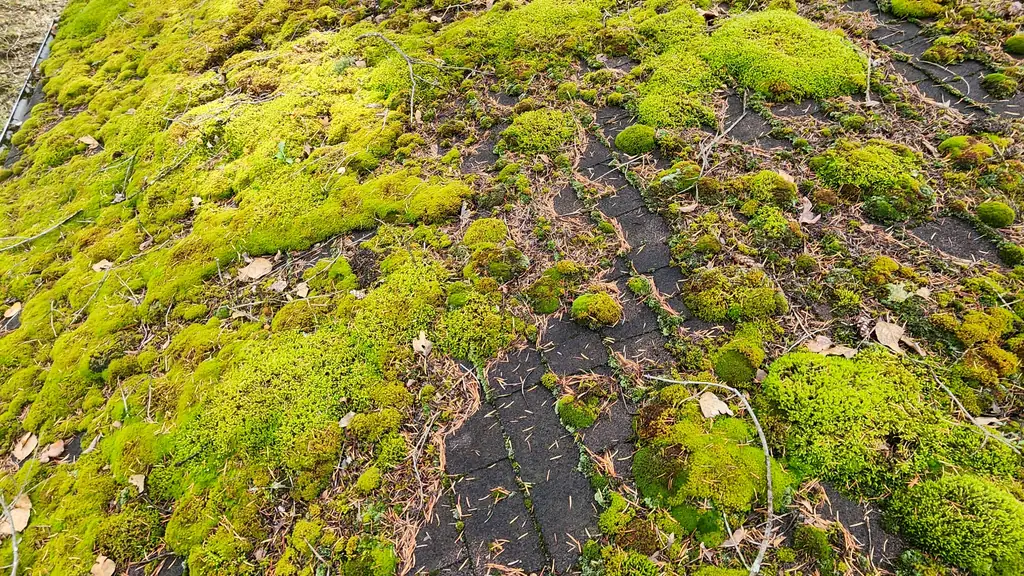 Close-up of a heavily moss-covered asphalt shingle roof slope. Fraser Roofing