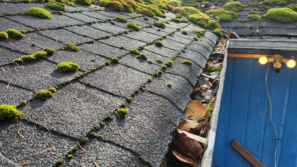 Close overhead view of heavy moss covering a shingle roof edge and valley above a gutter clogged with dry leaves. Fraser Roofing