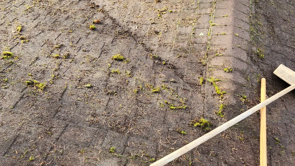 A close, on-roof view of an aged asphalt shingle roof heavily covered in moss patches and scattered pine needle debris. Fraser Roofing