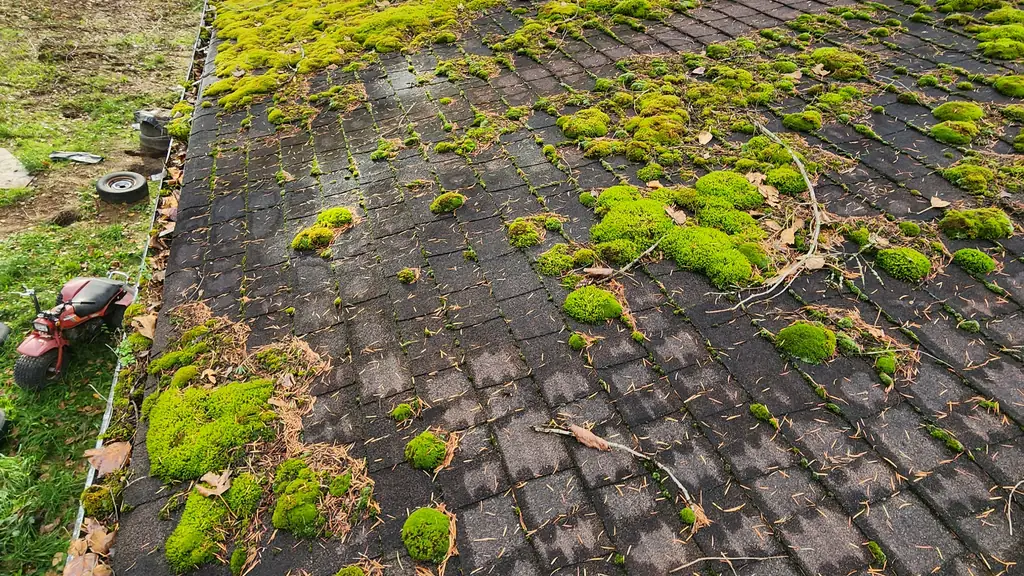 A close view of a roof edge shows dense green moss coverage and a leaf-filled gutter. Fraser Roofing
