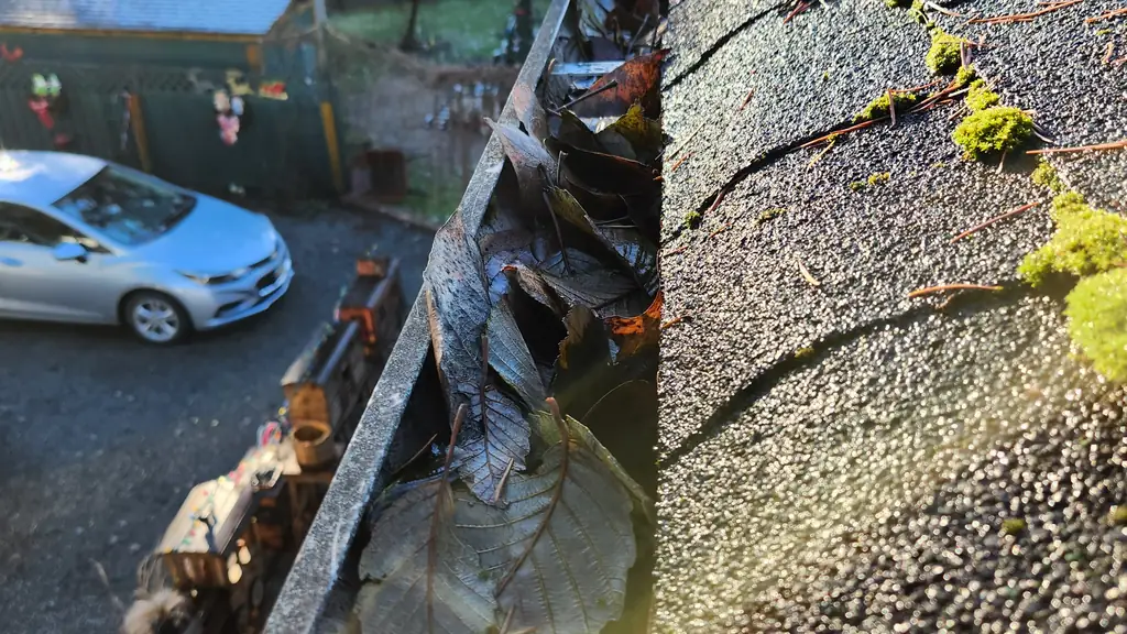 Looking down a roof gutter clogged with dead leaves, with moss growing along the shingle edge just above it in bright sunlight. Fraser Roofing
