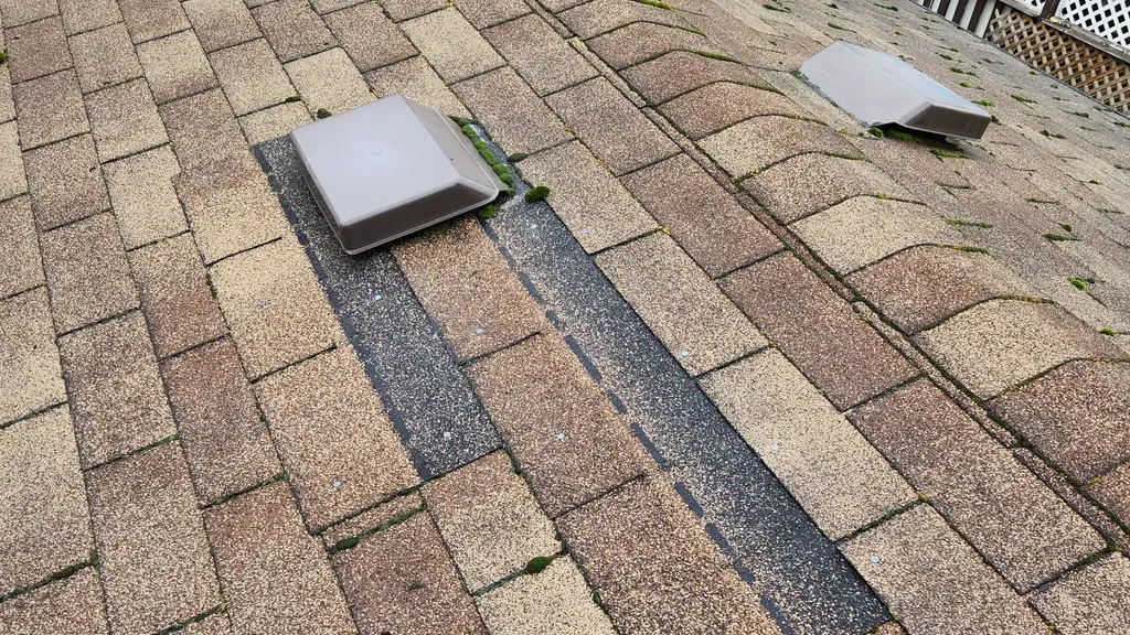 Standing on a tan/beige dimensional shingle roof, not green as the filename claims, with moss growing along the shaded ridge and valley creases. Fraser Roofing