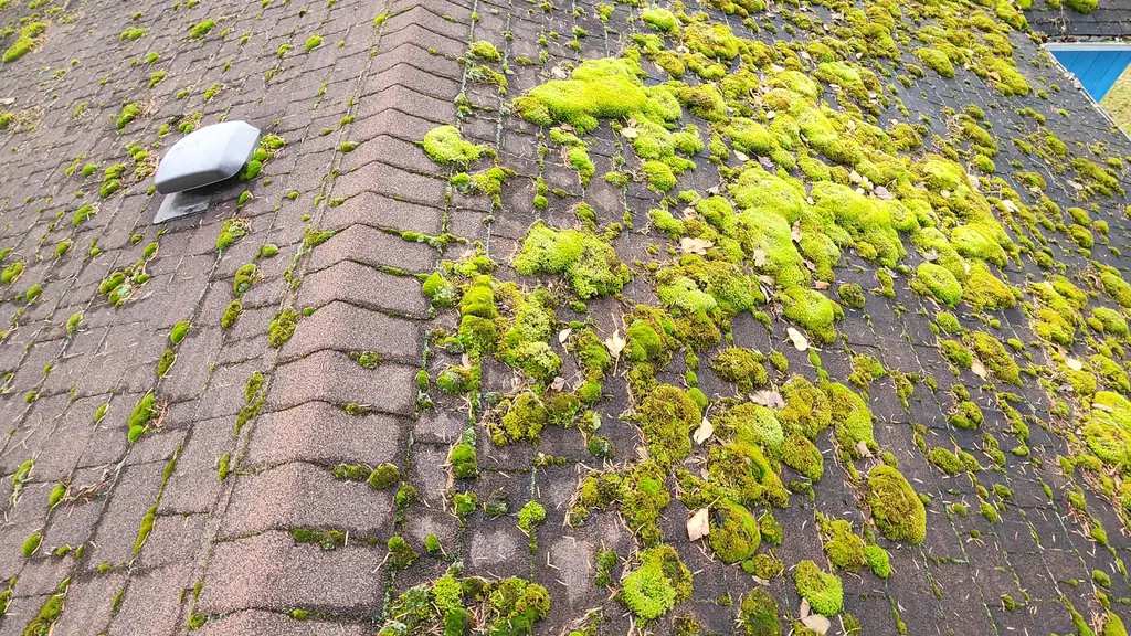 Thick green moss blankets the ridge and slope of an asphalt shingle roof. Fraser Roofing