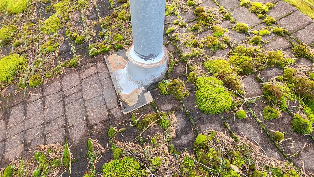 A galvanized metal plumbing vent stack with a rusted joint rises from a heavily moss-covered roof ridge. Fraser Roofing