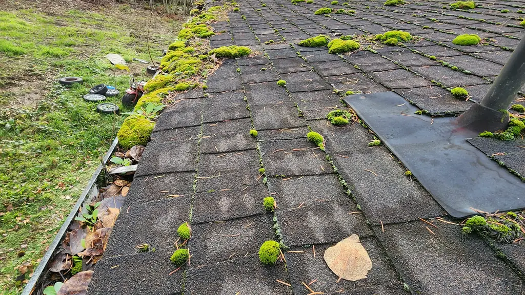 A close view along a moss-covered roof edge shows dense green moss clumps and a black rubber pipe boot. Fraser Roofing