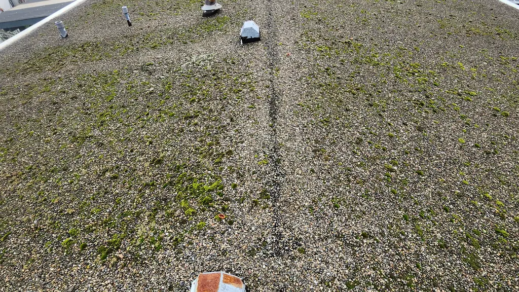 A flat roof covered in gravel ballast shows several patches of moss growth and a few pipe vents poking up. Fraser Roofing