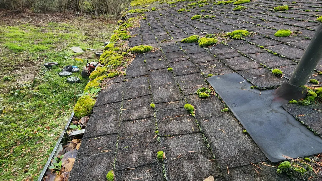 A close view along a roof eave shows patchy green moss growth on the shingles and a leaf-filled gutter, with a black rubber pipe boot nearby. Fraser Roofing