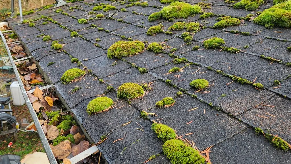 Thick clumps of green moss cover a section of asphalt shingle roof, with the gutter below stuffed full of dead leaves. Fraser Roofing