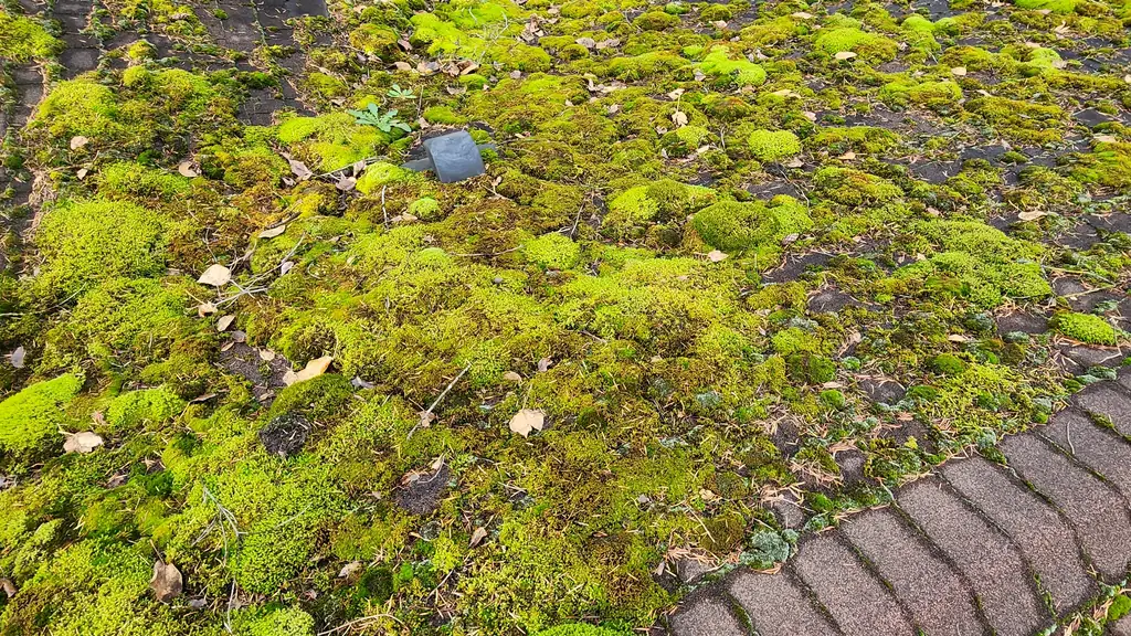 A steep overhead view straight down a roof valley thickly covered in green moss and dried leaf litter. Fraser Roofing
