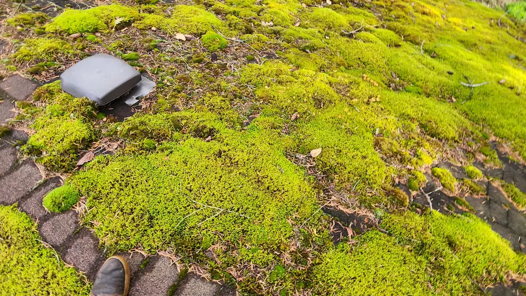 A first-person view of two feet in brown boots standing on a roof section thickly carpeted in bright green moss. Fraser Roofing