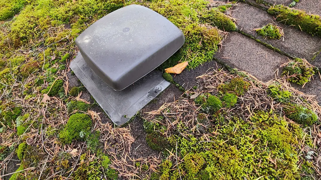 Close-up of dense green moss covering a roof edge around a dark gray plumbing vent boot. Fraser Roofing