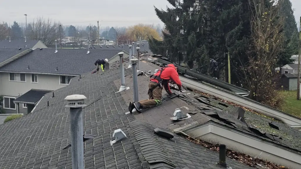 A worker in a red hoodie and harness kneels at a roof edge mid tear-off, prying up old grey shingles with green moss growth. Fraser Roofing