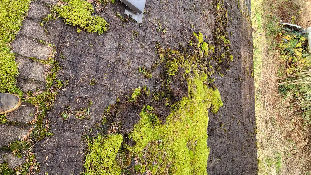 A steep overhead view down a roof eave/valley area heavily covered in green moss and dead moss patches, with a grey roof vent nearby. Fraser Roofing