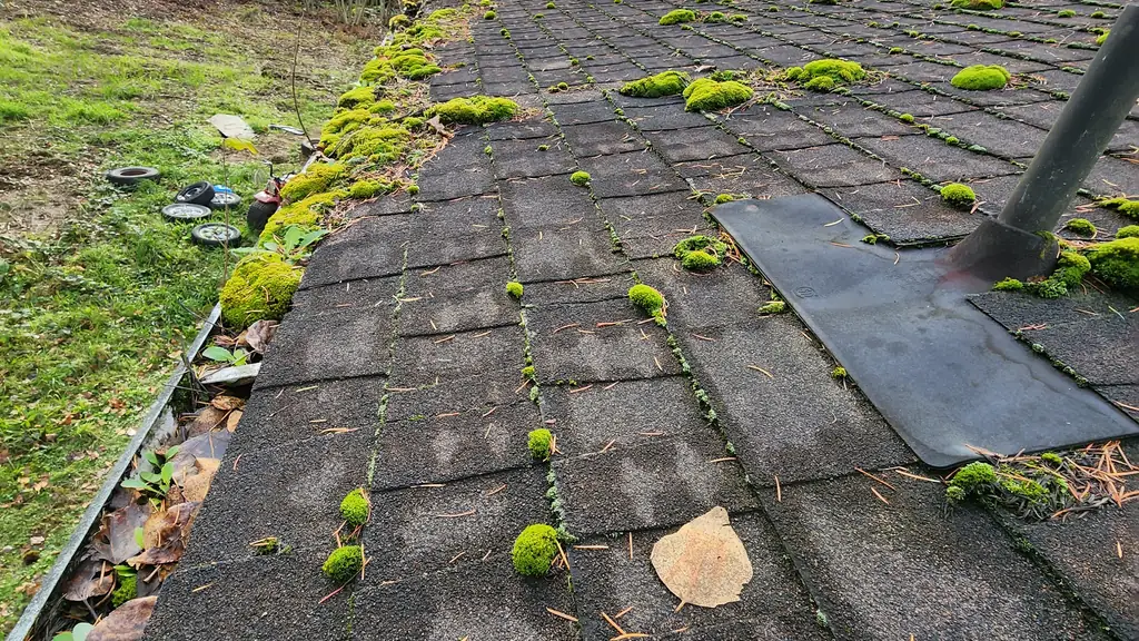 An asphalt shingle roof edge shows scattered clumps of green moss growing along several shingle rows. Fraser Roofing