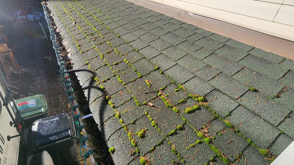 Green moss grows in vertical streaks between the tabs of grey asphalt shingles along a roof edge, right next to white vinyl siding and windows. Fraser Roofing