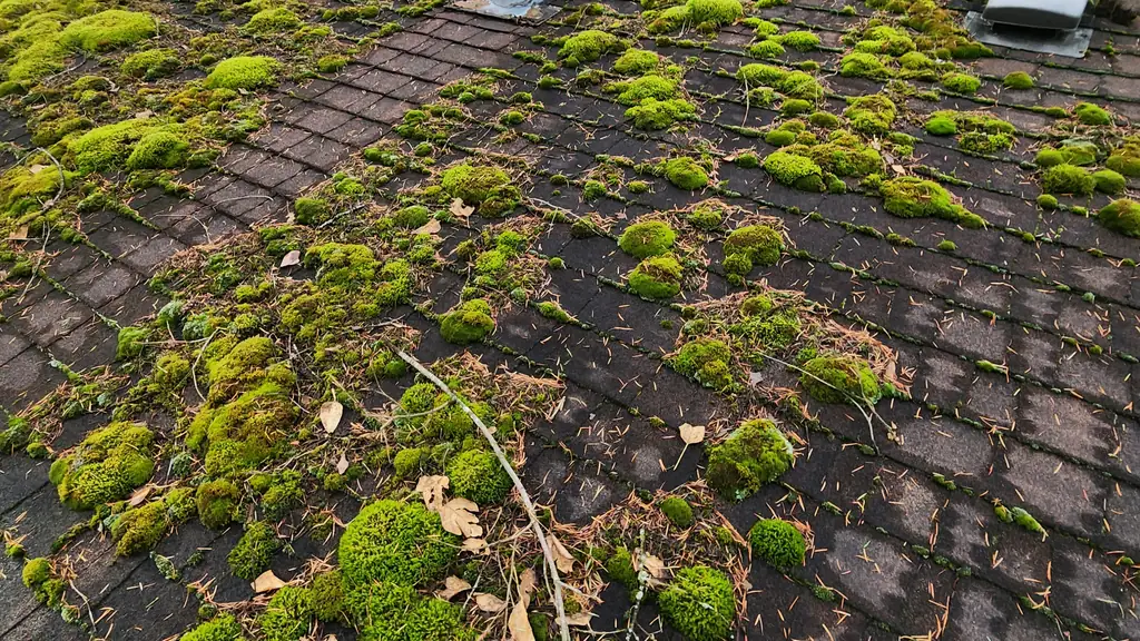 Close view of a metal plumbing stack vent with a round cap, surrounded by dense moss growth on the asphalt shingles around its base. Fraser Roofing