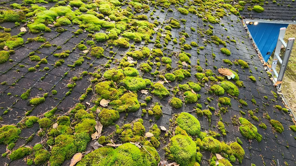 A heavily moss-covered asphalt shingle roof stretches across the frame, thick green clumps covering much of the surface. Fraser Roofing