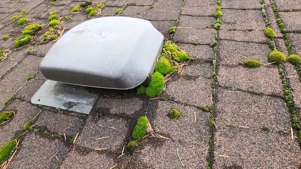 A view down a roof slope heavily covered in moss in long parallel green lines and clumps following the shingle courses. Fraser Roofing