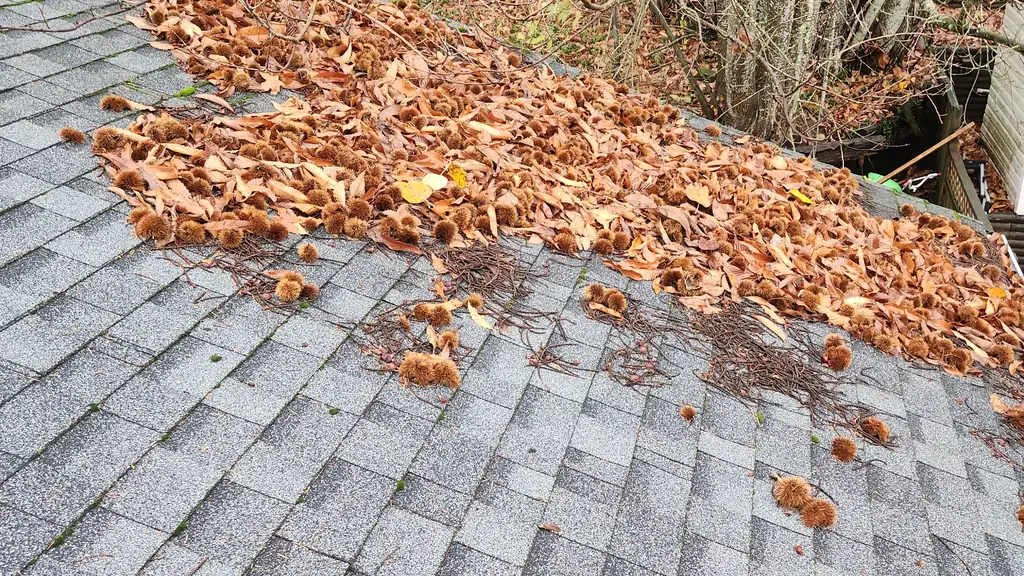A grey asphalt shingle roof section is covered by a large pile of dry fallen leaves and spiky chestnut burrs. Fraser Roofing