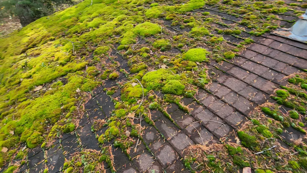 A close-up of a heavily moss-covered asphalt shingle roof shows thick green moss mounds covering most of the surface. Fraser Roofing