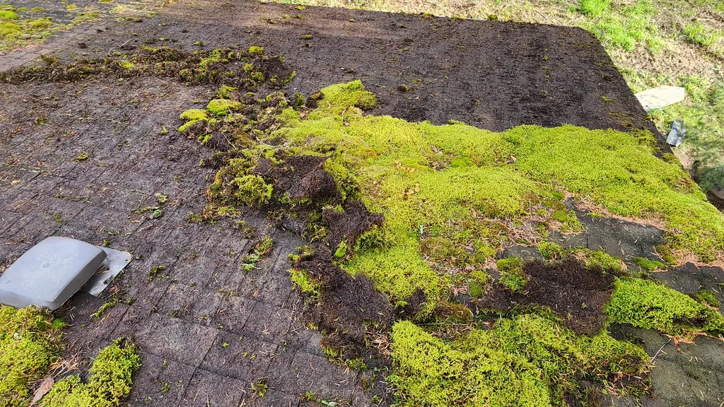 An overhead shot of a dark, moss-blackened roof corner near the eave. Fraser Roofing