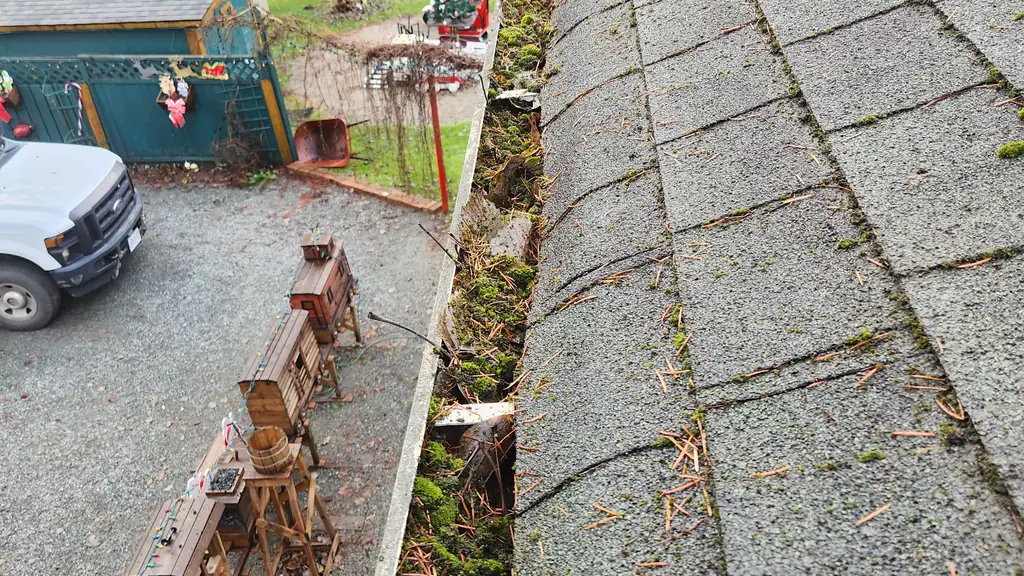 A close view of a gutter full of moss and pine needles, with a section of fascia visibly damaged and peeling away from the roof edge. Fraser Roofing
