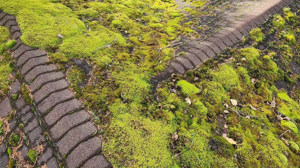 Overhead view standing on a roof valley that is densely carpeted in green moss, with a boot visible at the bottom of frame. Fraser Roofing