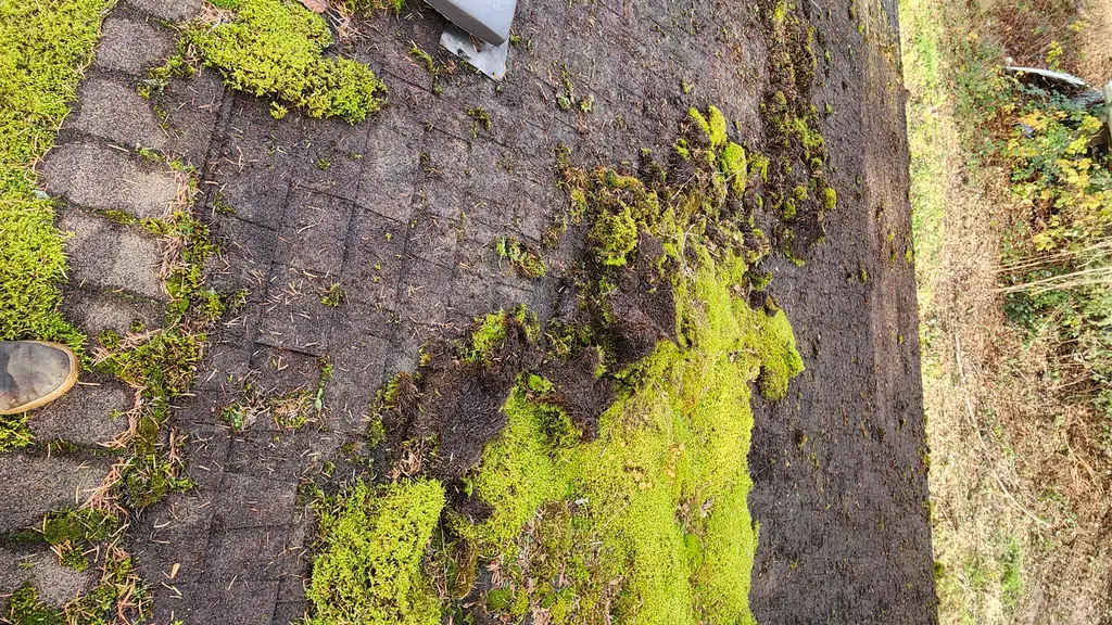 A close-up looking down a roof slope thickly carpeted in green moss, with a grey roof vent half-buried in the growth. Fraser Roofing