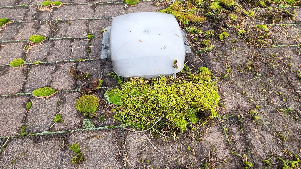 A close overhead shot of an asphalt shingle roof with scattered moss clumps of varying size around a grey plastic roof vent cap in the centre. Fraser Roofing