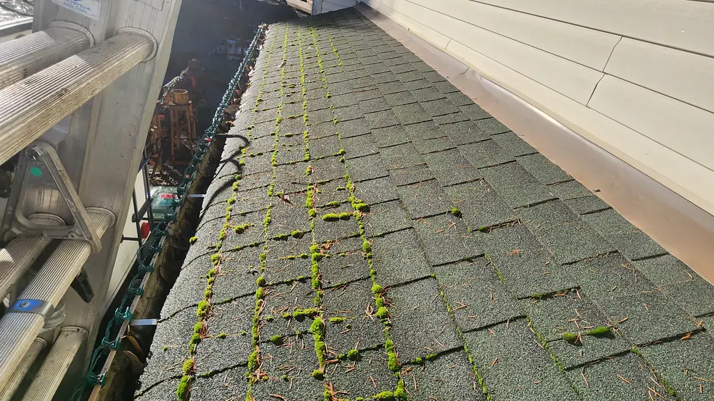 A close shot along an asphalt shingle roof edge where moss has taken hold in tidy lines following the shingle tabs. Fraser Roofing