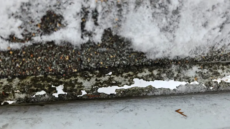 Moss covering the old shingles before the tear off